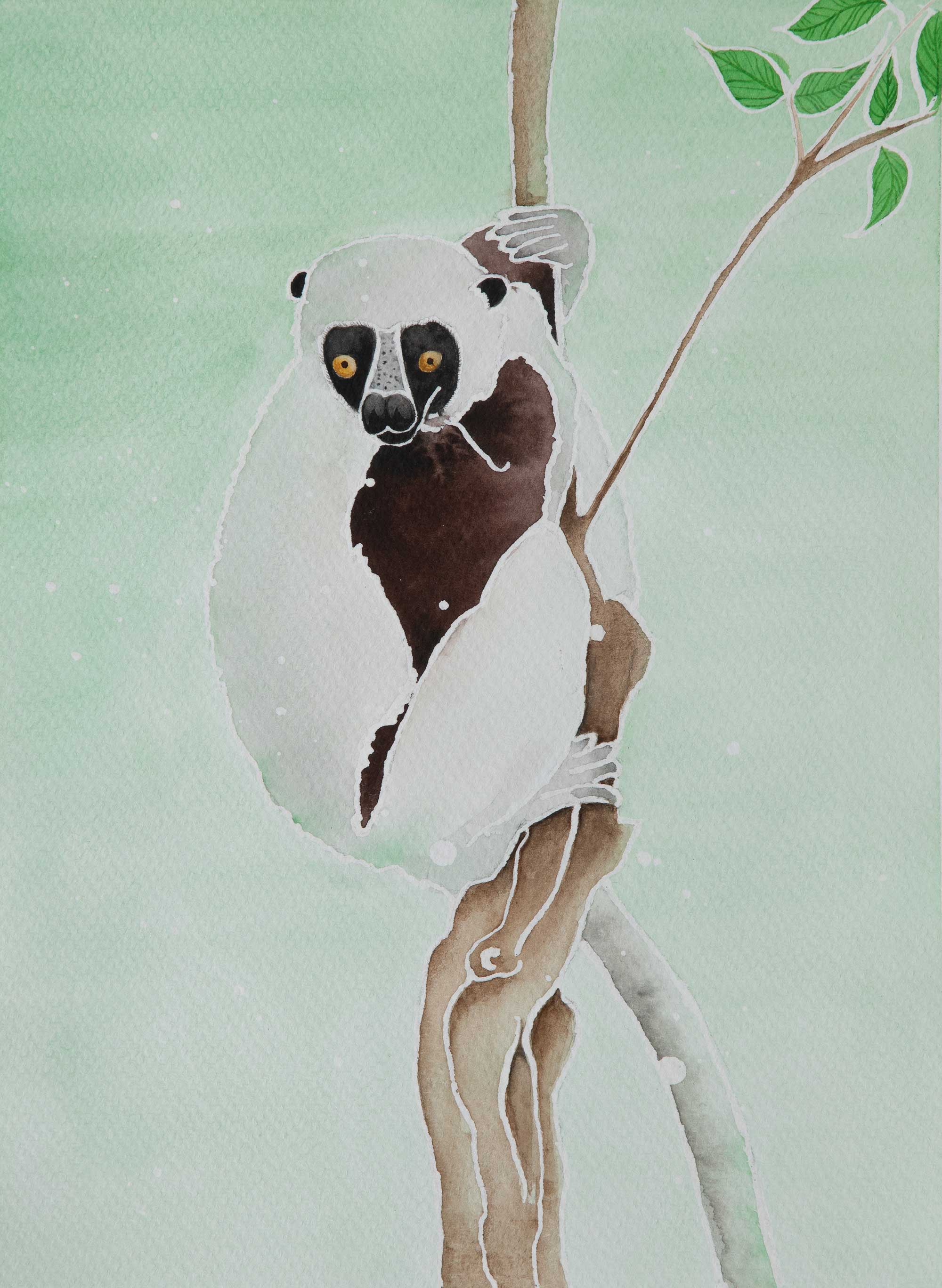 Sifaka