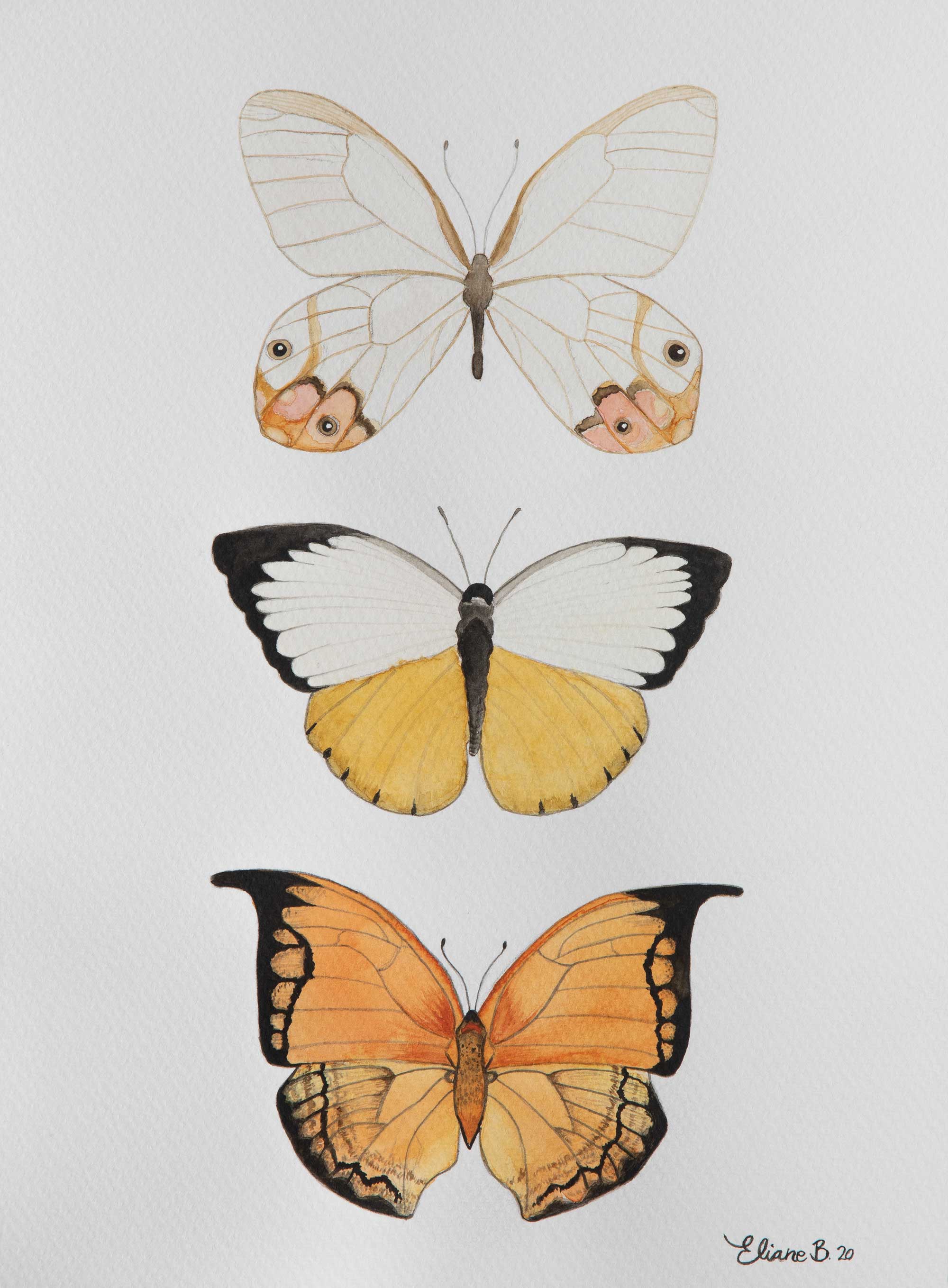 Trio de papillons